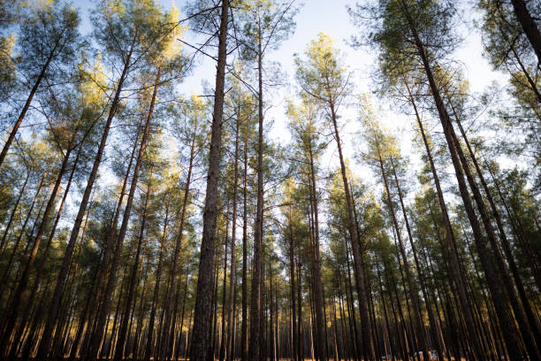 istock Huge trees in a wonderful forest. 1312670194