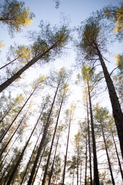 istock Huge trees in a wonderful forest. 1312670392