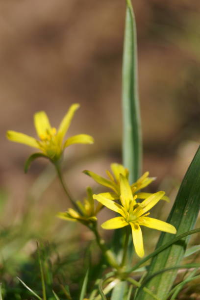 Spring yellow flowers - yellow star-of-Bethlehem, Weidegeelster, Gagea pratensis Spring yellow flowers - yellow star-of-Bethlehem, Weidegeelster, Gagea pratensis gagea pratensis stock pictures, royalty-free photos & images