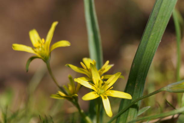 Spring yellow flowers - yellow star-of-Bethlehem, Weidegeelster, Gagea pratensis Spring yellow flowers - yellow star-of-Bethlehem, Weidegeelster, Gagea pratensis gagea pratensis stock pictures, royalty-free photos & images
