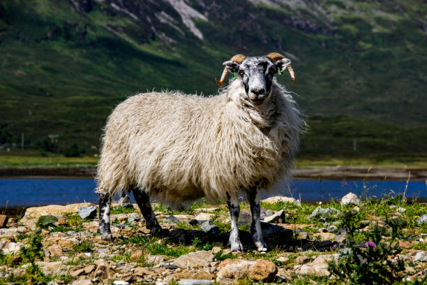 istock Sheep, Cuillin Hills, Isle of Skye, Scotland 1312671499