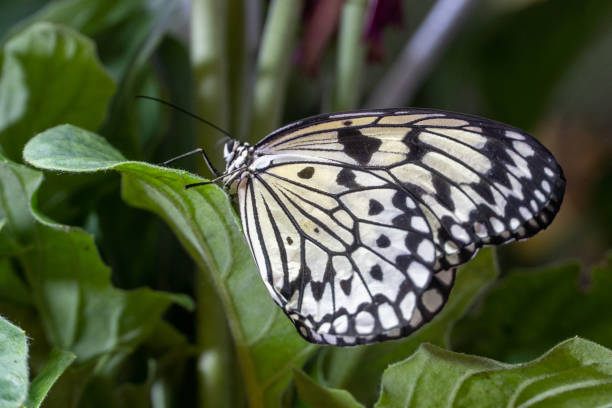 large tree nymph butterfly (idea leuconoe) the paper kite butterfly or rice paper butterfly close up on plant - butterfly flying tropical climate close to imagens e fotografias de stock