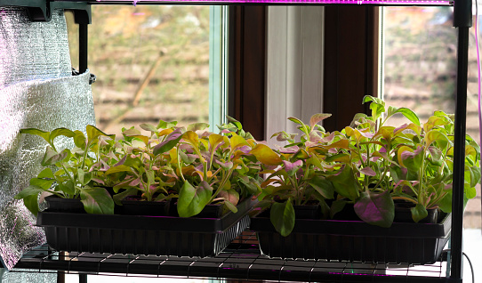 Flowerpot with sprouts of petunia flower. Young green flowers seedling sprouts in seedling tray under ultraviolet light phytolamps.