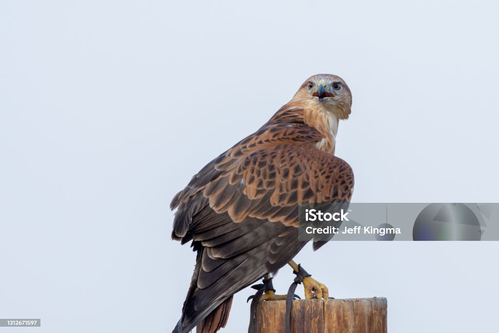 A long legged buzzard (Buteo Rufinus) perched on a pole showing off its wing feathers in conservation center in Kalba UAE. Bird of Prey Stock Photo