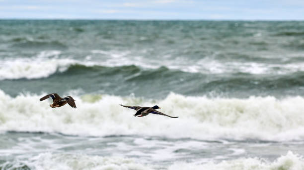 istock Two mallard ducks flying over sea water, landscape 1312671637