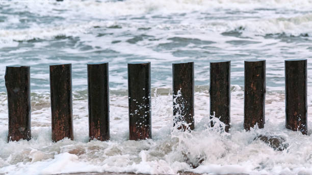 istock High wooden breakwaters in foaming sea waves 1312671745
