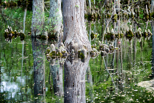 The reflection of a tree in the still water of a swamp.