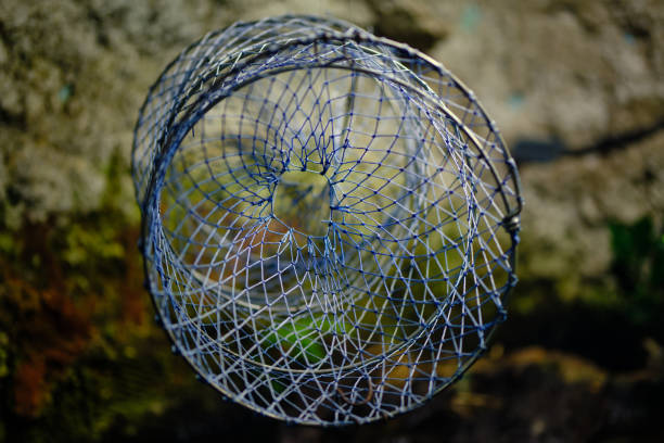 primer plano de fyke net, una red de pesca en forma de bolsa o trampas que están abiertas por aros para atrapar anguilas. - fish trap fotografías e imágenes de stock