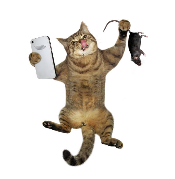 istock Cat takes selfie with caught rat 1312672904