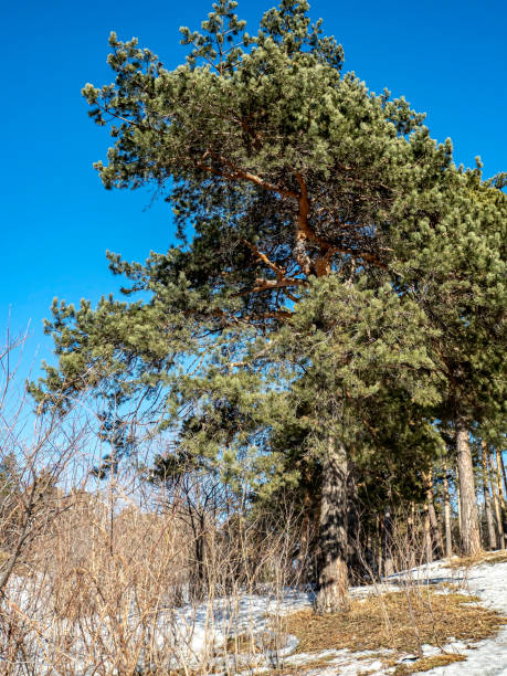 istock view of pine trees in spring on a sunny day 1312672978
