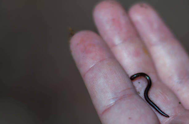 istock Black centipede on mans hand. Small black insect. 1312672982