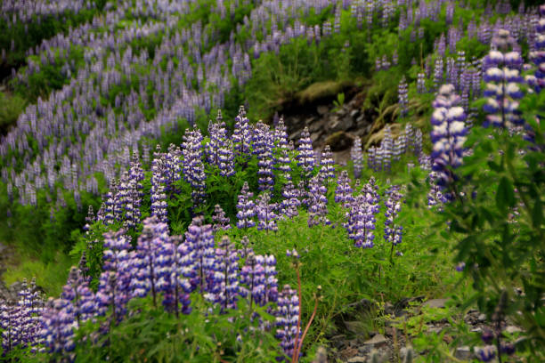 Close-up of lupines (Lupinus nootkatensis) blooming in Seljavellir, Iceland