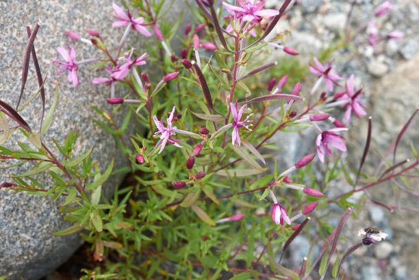 istock Chamaenerion fleischeri in bloom 1312674405