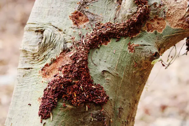 Photo of Termites eating the wild tree. Formosan subterranean termite.