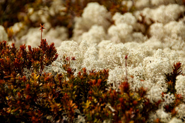 Close-Up of Iceland moss (Cetraria islandica) in Rondane National Park, Norway
