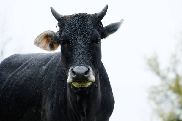 istock Black cow wet from rain 1312675379