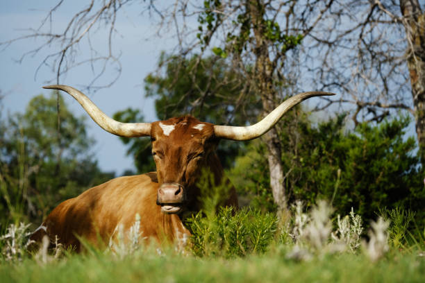 istock Texas longhorn cow resting 1312675439