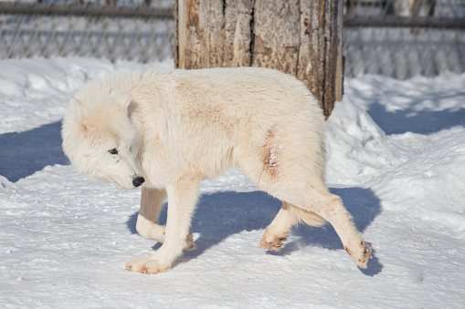 Wild white wolf is walking on white snow. Canis lupus arctos. Polar wolf or alaskan tundra wolf. Animals in wildlife.