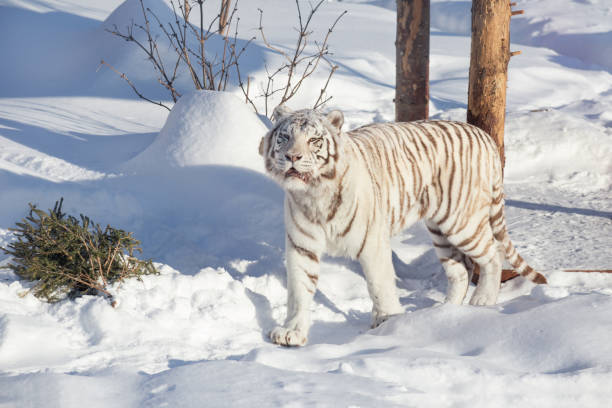 istock Wild white bengal tiger is looking into the camera. 1312678116