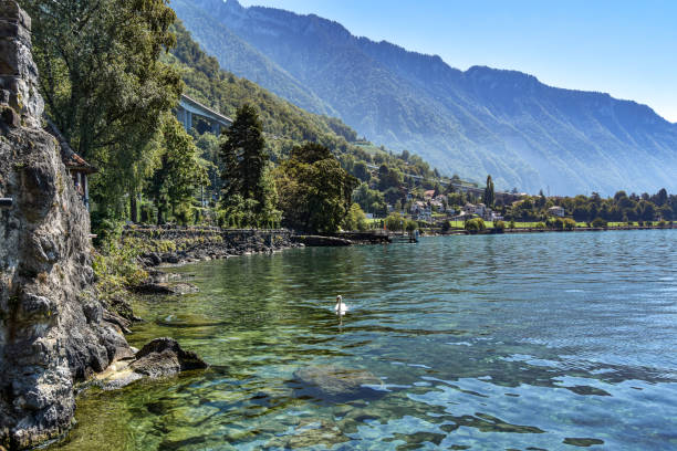 Swan on Lake Geneva, Montreux, Switzerland Montreux, Switzerland - September 4, 2019: Chateau Chillon, Montreux, Switzerland. The Chateau de Chillon (Chillon Castle) is located on the shore of Lake Leman, at the eastern end of the lake, 3km from Montreux, Switzerland. The castle consists of 100 independent buildings that were gradually connected to become the building as it stands now. chateau de chillon stock pictures, royalty-free photos & images