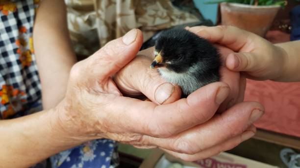 poussin éclos dans les mains de la femme aînée et des doigts d’enfant touchant le petit oiseau - baby chicken young bird chicken human hand photos et images de collection