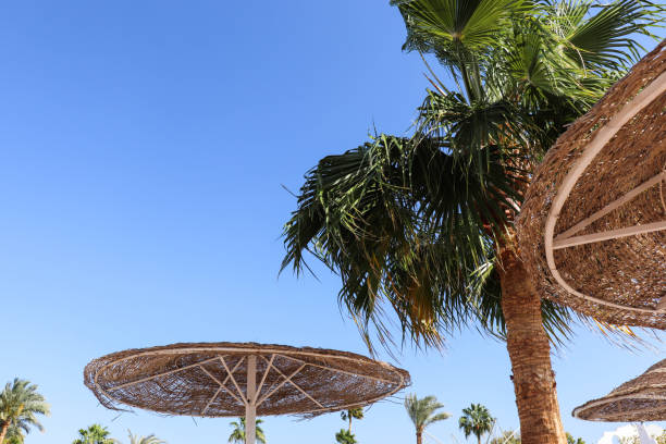 istock beach umbrellas and palm trees against the sky 1312681545