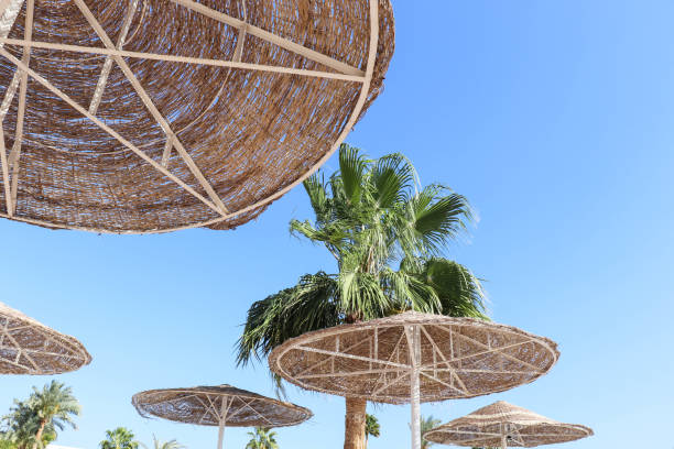 istock beach umbrellas and palm trees against the sky 1312681549
