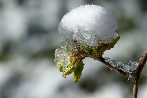 Full frame sunny outdoor morning image and a fresh snow covered fresh elm tree seeds branch part  in Germany