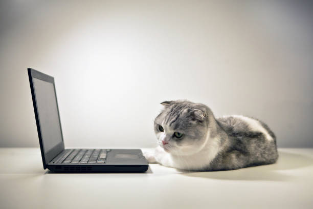 istock Cat and notebook. A cat sitting near the computer. Cat at home peeping behind a computer screen, domestic kitten in natural background, cat relaxing on computer laptop. 1312683636