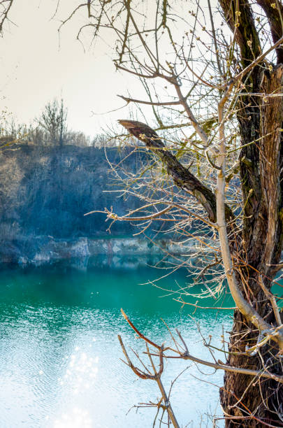 Bare tree on the front of spring lake in the sand quarry