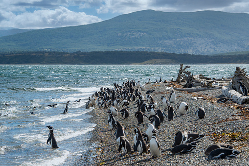 Large colony of Magellanic penguins (Spheniscus magellanicus) as Isla Magdalena Punta Arenas, Patagonia, Chile