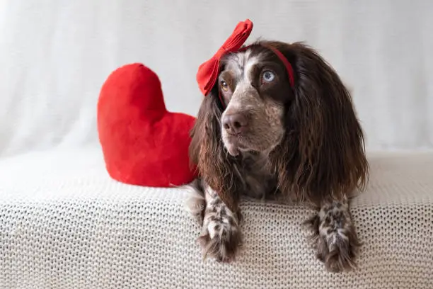 Photo of Brown Russian spaniel dog in red bow lying on couch with soft toy heart. Valentine day.