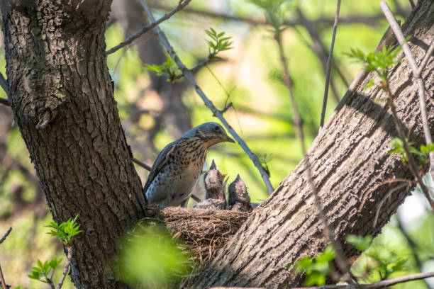 istock Thrush fieldfare, Turdus pilaris, in a nest with chicks 1312686751