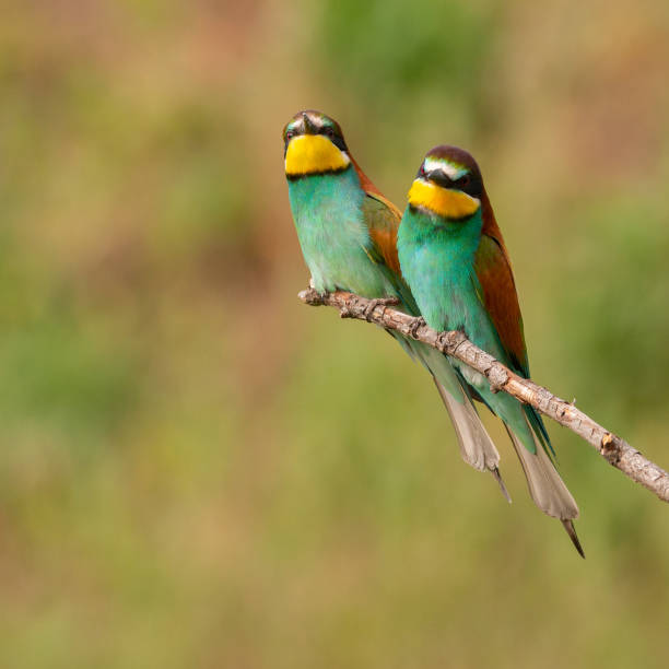 istock Two European bee eater Merops apiaster sits on a branch 1312687686