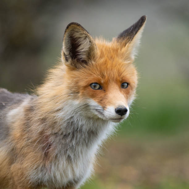 istock Red fox Vulpes vulpes in the wild 1312687691