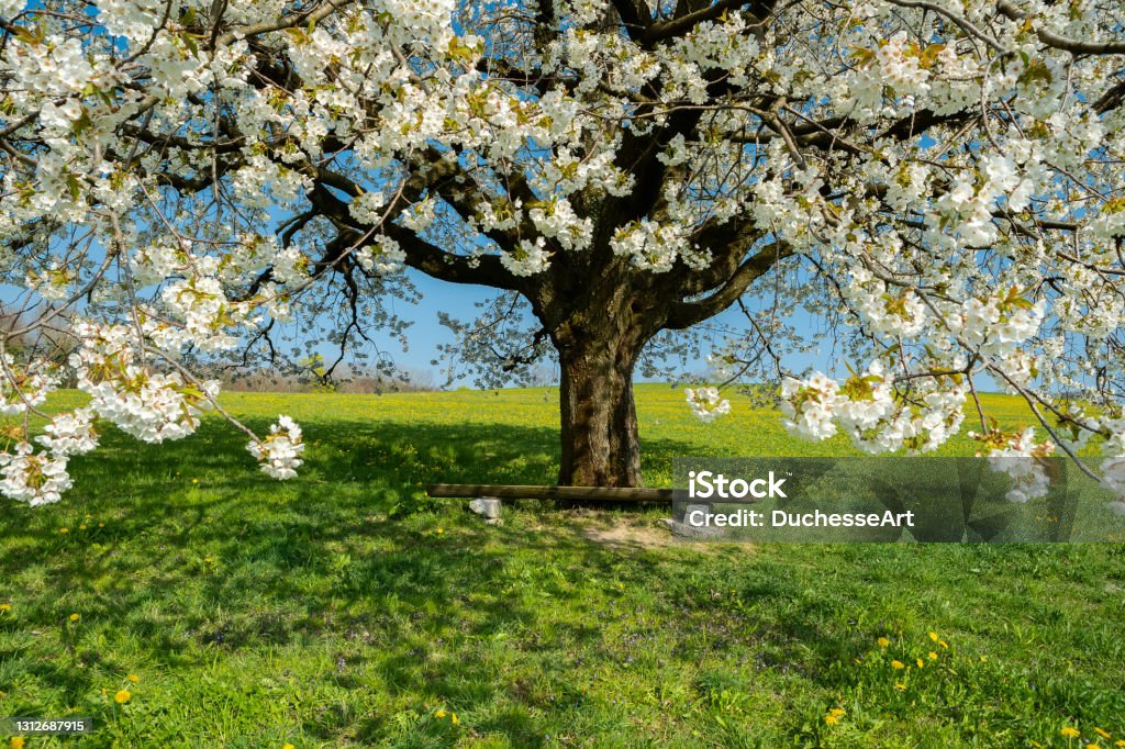 Blühender Kirschbaum im Frühjahr auf der Wiese auf einem Hintergrund des blauen Himmels - Lizenzfrei Abgeschiedenheit Stock-Foto