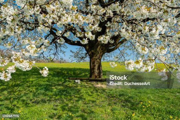 Blühender Kirschbaum Im Frühjahr Auf Der Wiese Auf Einem Hintergrund Des Blauen Himmels Stockfoto und mehr Bilder von Abgeschiedenheit