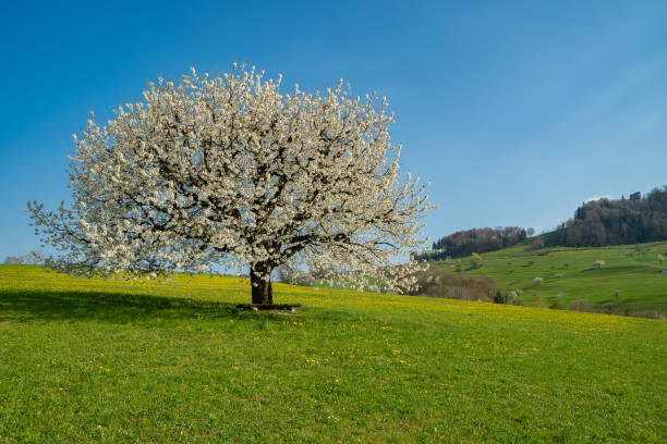 Cherry Blossom Tree in the Garden
