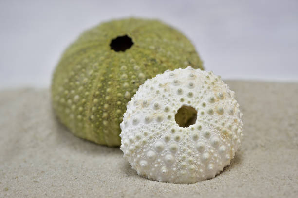 istock White and green sea urchin skeletons 1312689221