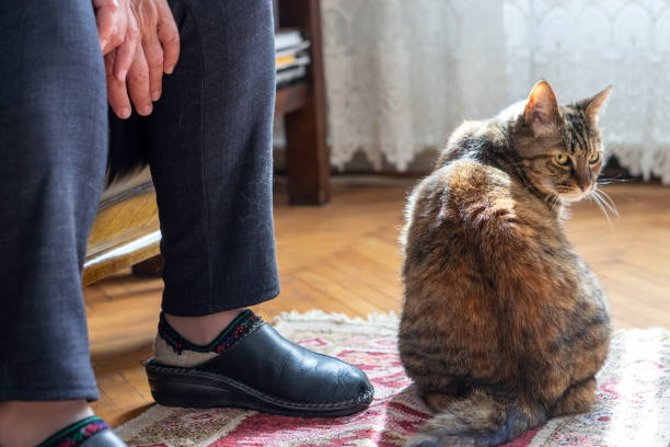 istock Senior woman with cat 1312690086