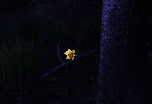Narcissus.
Amaryllidaceae family.
A single daffodil stands beside a dead birch tree on a spring evening. 
British Columbia, Canada.