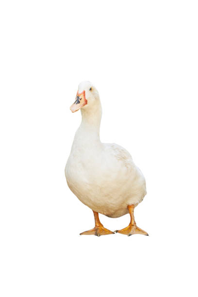 istock white pekin duck isolated on white background. diary duck cut out 1312690695