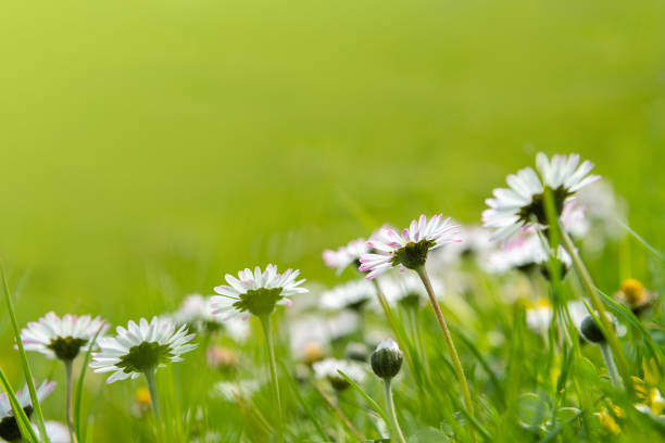 istock Beautiful sunny daisy flowers (Bellis perennis) 1312691452