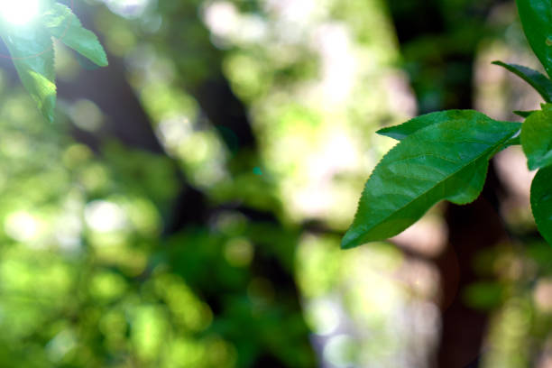 istock Beautiful green tree leaves on a sunny day 1312691804