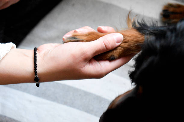 istock Woman hand holdinga a dog paw 1312692019