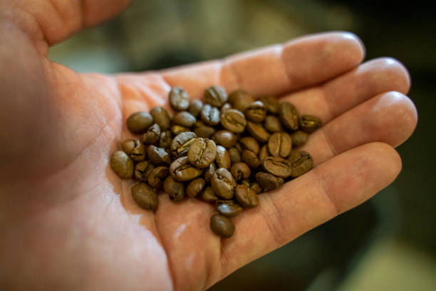 istock Coffee bean, roast, roasters, visual test on the hand stock photo 1312692199