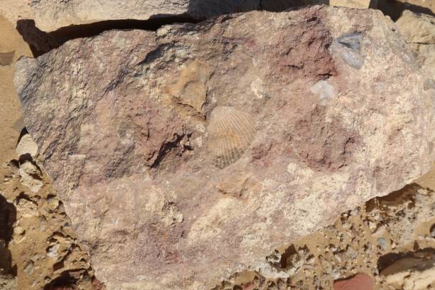 fósiles antiguos de conchas marinas en el desierto de fayoum en egipto - fayoum fotografías e imágenes de stock