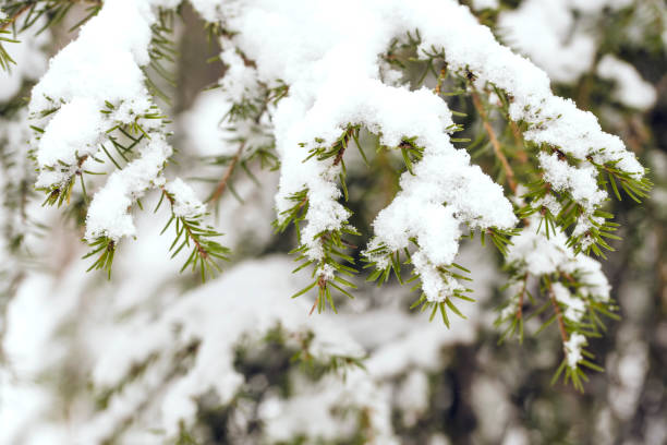 istock Pine green branches in hoarfrost late fall 1312693452