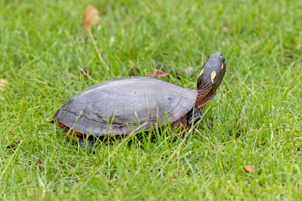 istock Painted turtle on a green lawn 1312693482