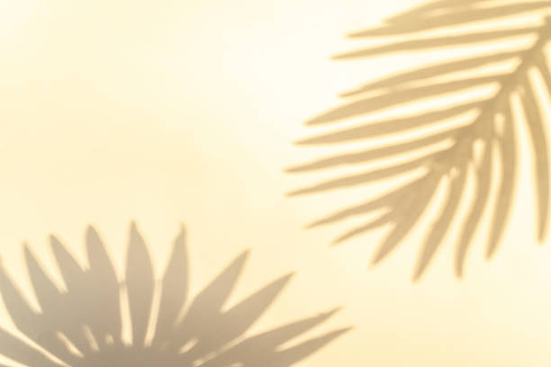 istock Wall shadow summer background. Plant leaf shadows on white wall in abstract tropical sunlight texture. Minimal exotic concept. Creative copy space for overlay on product presentation, mockup. 1312694526